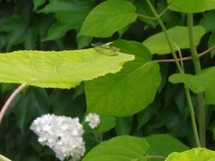 Erythromma viridulum