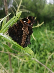 Nymphalis xanthomelas