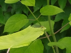 Erythromma viridulum