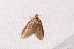 Chesias isabella