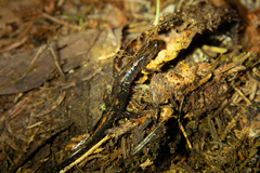 Desmognathus imitator