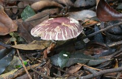 Fungi