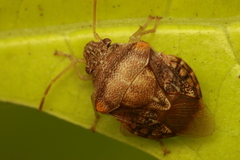Uhlunga typica