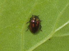Phratora vitellinae