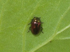 Phratora vitellinae