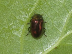 Phratora vitellinae