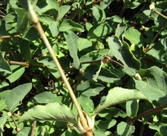 Lonicera pyrenaica
