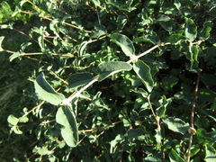 Lonicera pyrenaica