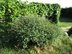 Lonicera pyrenaica