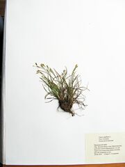 Carex capillaris