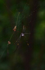 Trichonephila clavipes