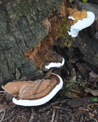 Fungi