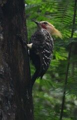Celeus flavescens