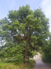 Quercus pubescens