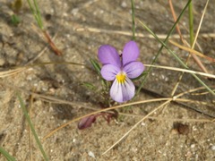 Viola tricolor curtisii