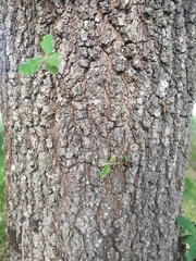 Quercus pubescens