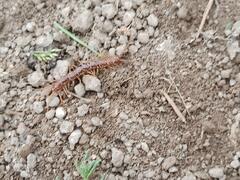 Lithobius variegatus