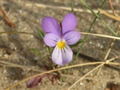 Viola tricolor curtisii