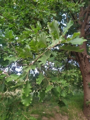 Quercus pubescens