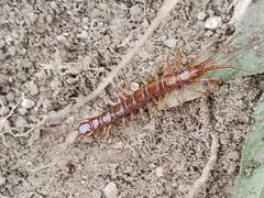 Lithobius variegatus