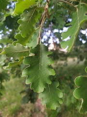 Quercus pubescens