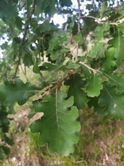 Quercus pubescens