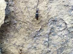 Axinotarsus marginalis