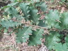 Quercus pubescens