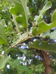 Quercus pubescens