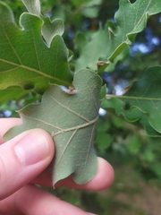 Quercus pubescens