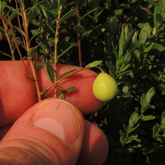 Vaccinium macrocarpon