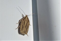 Agonopterix umbellana