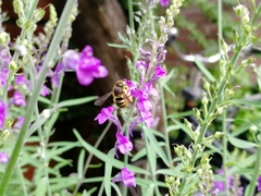 Anthophila