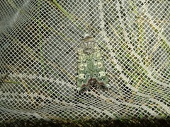 Actebia praecox