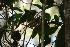 Alophoixus ochraceus