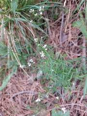 Asperula tinctoria