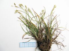 Carex capillaris