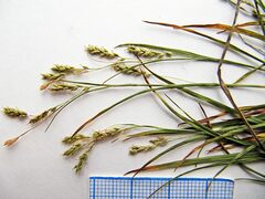 Carex capillaris