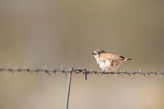 Aphelocephala nigricincta