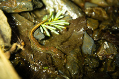 Desmognathus santeetlah