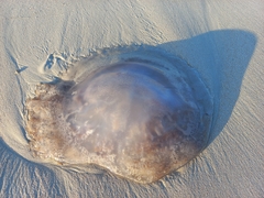 Eupilema inexpectata