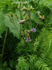 Polemonium caeruleum