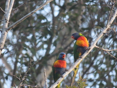 Trichoglossus moluccanus moluccanus