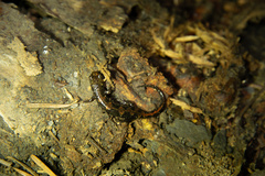 Desmognathus imitator