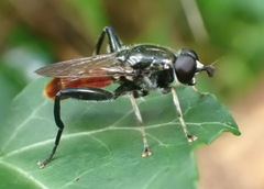 Xylota bicolor