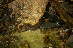 Desmognathus santeetlah
