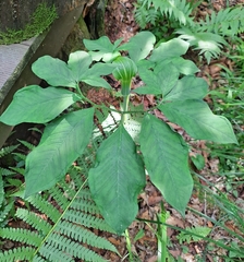 Arisaema amurense