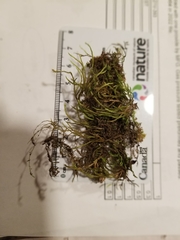 Brachythecium laetum