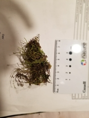 Brachythecium laetum