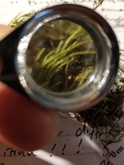 Brachythecium laetum